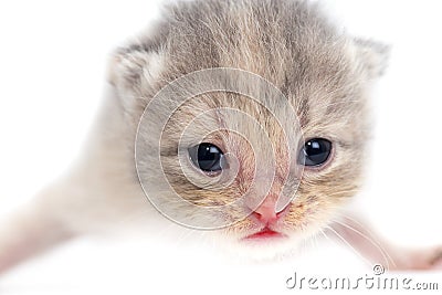 Newborn kitten on white background Stock Photo