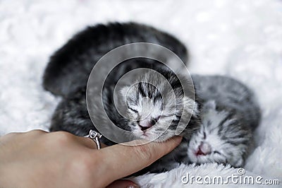 Newborn kittens are asleep. Kittens Stock Photo