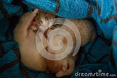 Newborn kittens sleeping Stock Photo