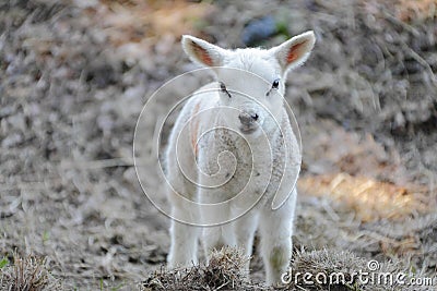 Newborn lamb Stock Photo