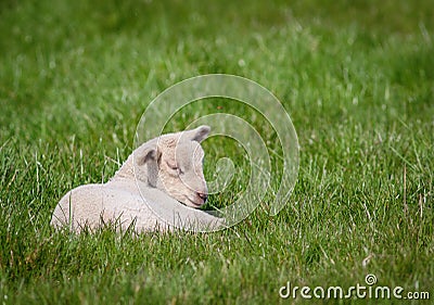 Newborn lamb Stock Photo