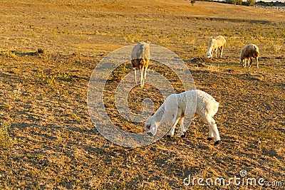 a newborn lamb is grazing, a white ewe lamb, a white lamb is grazing in the field Stock Photo