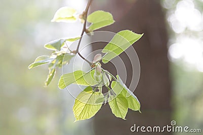 Newborn linden leaves Stock Photo