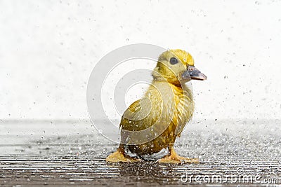 NewBorn little Cute wet duckling under rain drops. Raining wather concept Stock Photo