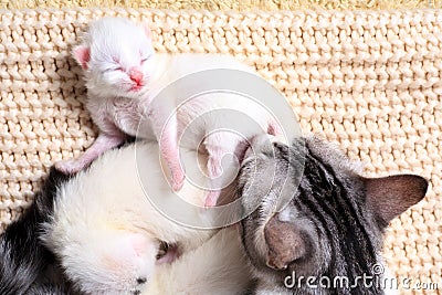 Very little kitten Stock Photo