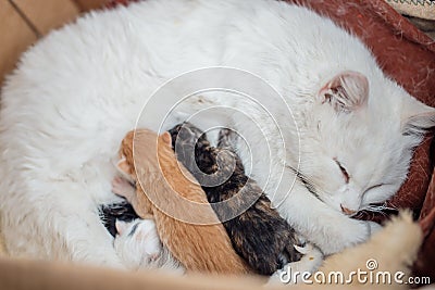 Newborn little kittens for the first time suck a cats milk with eyes closed. Stock Photo