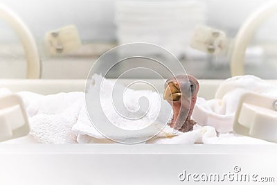 Newborn of little parrot in a farm incubator background. Hatching animal. Stock Photo