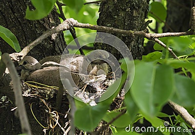 Newborn pigeons are sitting in the nest and waiting for mom to get food Stock Photo