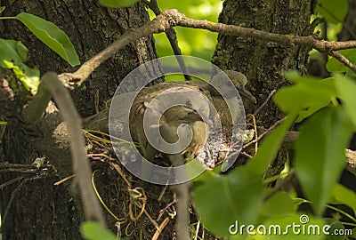 Newborn pigeons are sitting in the nest and waiting for mom to get food Stock Photo