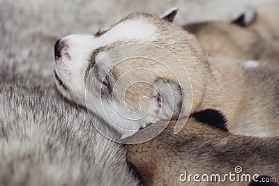 Newborn puppies Siberian Husky Stock Photo
