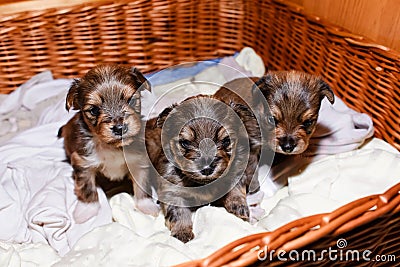 Newborn puppies in a wicker basket, portrait. Three Brown Yorkshire Terrier puppies Stock Photo