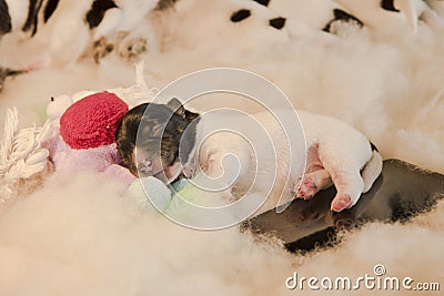 Newborn puppy dogs with toy and handy - three days old jack Russell Terri Stock Photo