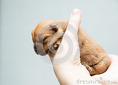 Newborn puppy Stock Photo