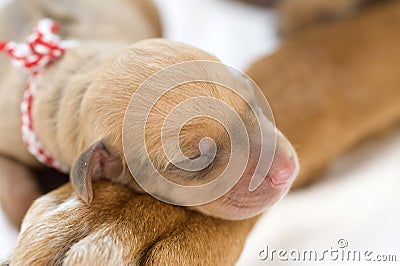 Newborn Rhodesian Ridgeback whelp, 1 day of age Stock Photo