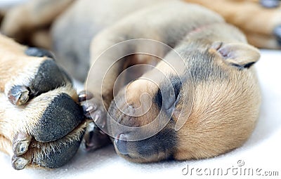 Newborn Rhodesian Ridgeback whelp, 4 days of age Stock Photo