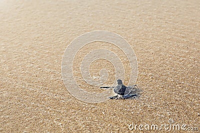 Newborn sea turtle Stock Photo