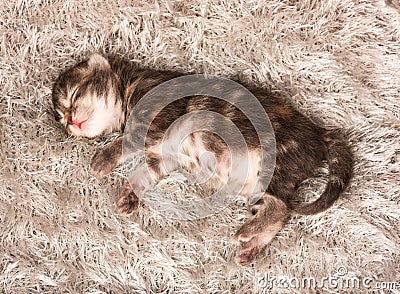 Newborn siberian kitten Stock Photo