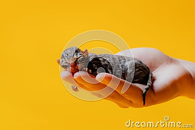 Newborn small kitten sleeping on hand of crop woman Stock Photo