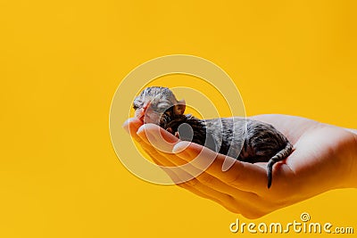 Newborn small kitten sleeping on hand of crop woman Stock Photo