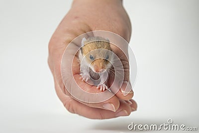 A man is holding a red hamster in his hand. A baby rodent. Taking care of a pet. Stock Photo