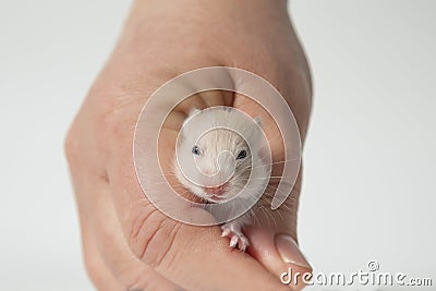 A newborn Syrian hamster in a man& x27;s hand. The muzzle is a small mouse. Stock Photo