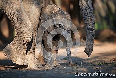 Newborn, tiny elephant close to huge legs and trunk of its mother. Animals scene, newborn elephant under protection of mother. Stock Photo