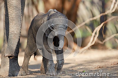 Newborn, tiny elephant close to huge legs and trunk of its mother. Animals scene, newborn elephant under protection of mother. Stock Photo