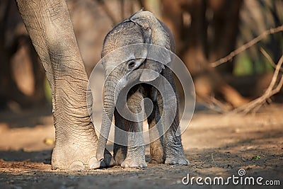 Newborn, tiny elephant close to huge legs and trunk of its mother. Animals scene, newborn elephant under protection of mother. Stock Photo