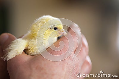 Newborn tiny fluffy yellow chicken Stock Photo