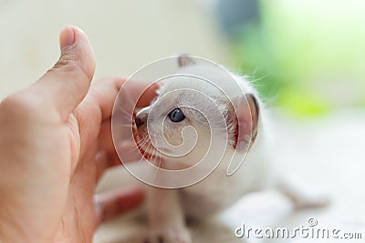 Newborn white cat. Stock Photo