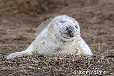 Newborn white grey seal relaxing on donna nook beach linconshire Stock Photo