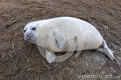 Newborn white grey seal relaxing on donna nook beach linconshire Stock Photo