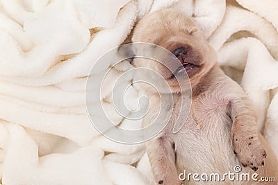 Newborn young labrador puppy dog sleeping on fluffy blanket Stock Photo