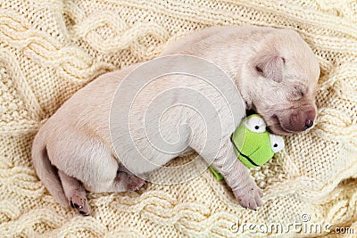 Newborn young labrador puppy dog sleeping and holding a small to Stock Photo