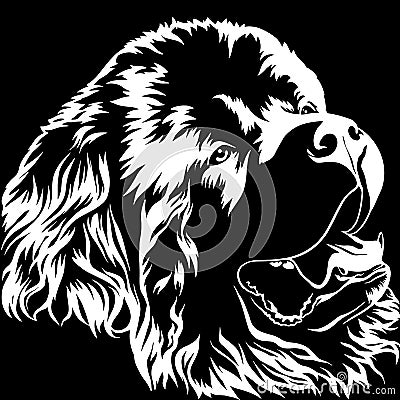 Newfoundland. Big dog with thick long hair. Large breed. Favorite pets. Friend of human. Realistic vector illustration. Vector Illustration