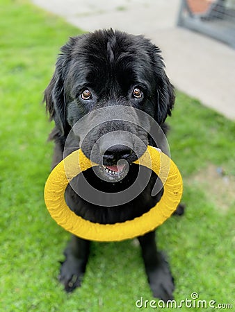 newfoundland black dog sitting down holds a yellow circle toy in its mouth waiting to play and looking at the camera Stock Photo