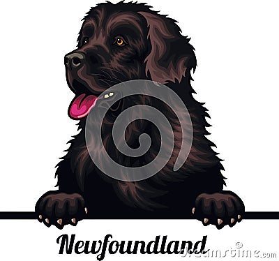 Newfoundland - Color Peeking Dogs - breed face head isolated on white Vector Illustration