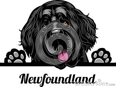 Newfoundland - Color Peeking Dogs - breed face head isolated on white Vector Illustration