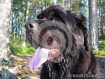 Newfoundland dog outdoors Stock Photo