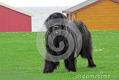 Newfoundland dog Stock Photo