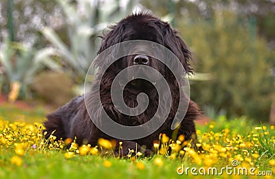 Newfoundland dog Stock Photo