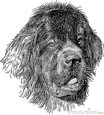 Newfoundland dog Vector Illustration