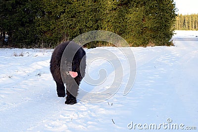 Newfoundland dog walking Stock Photo