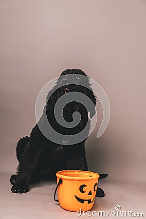Newfoundland puppy sitting in front of a jack o lantern candy bucket against a grey seamless background Stock Photo