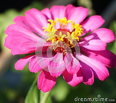 Newly bloomed purple zinnia flower Stock Photo