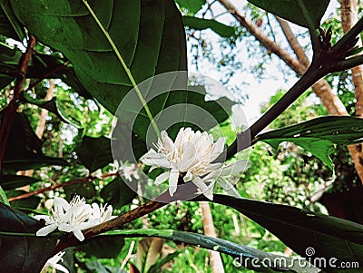 Newly blooming coffee plant flowers Stock Photo