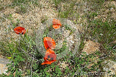 The newly blooming poppy flower in nature, a person touches the poppy flower Stock Photo