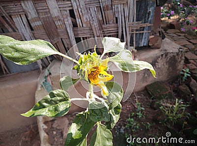 Newly blooming sunflower Stock Photo