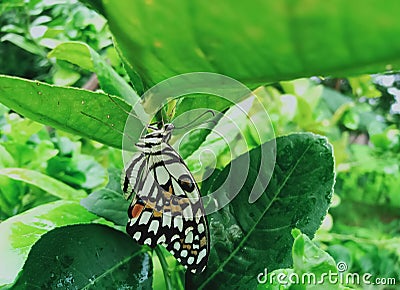 A newly born butterfly (lime butterfly) on a lemon tree Stock Photo