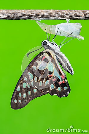 Newly born Common Jay butterfly Stock Photo